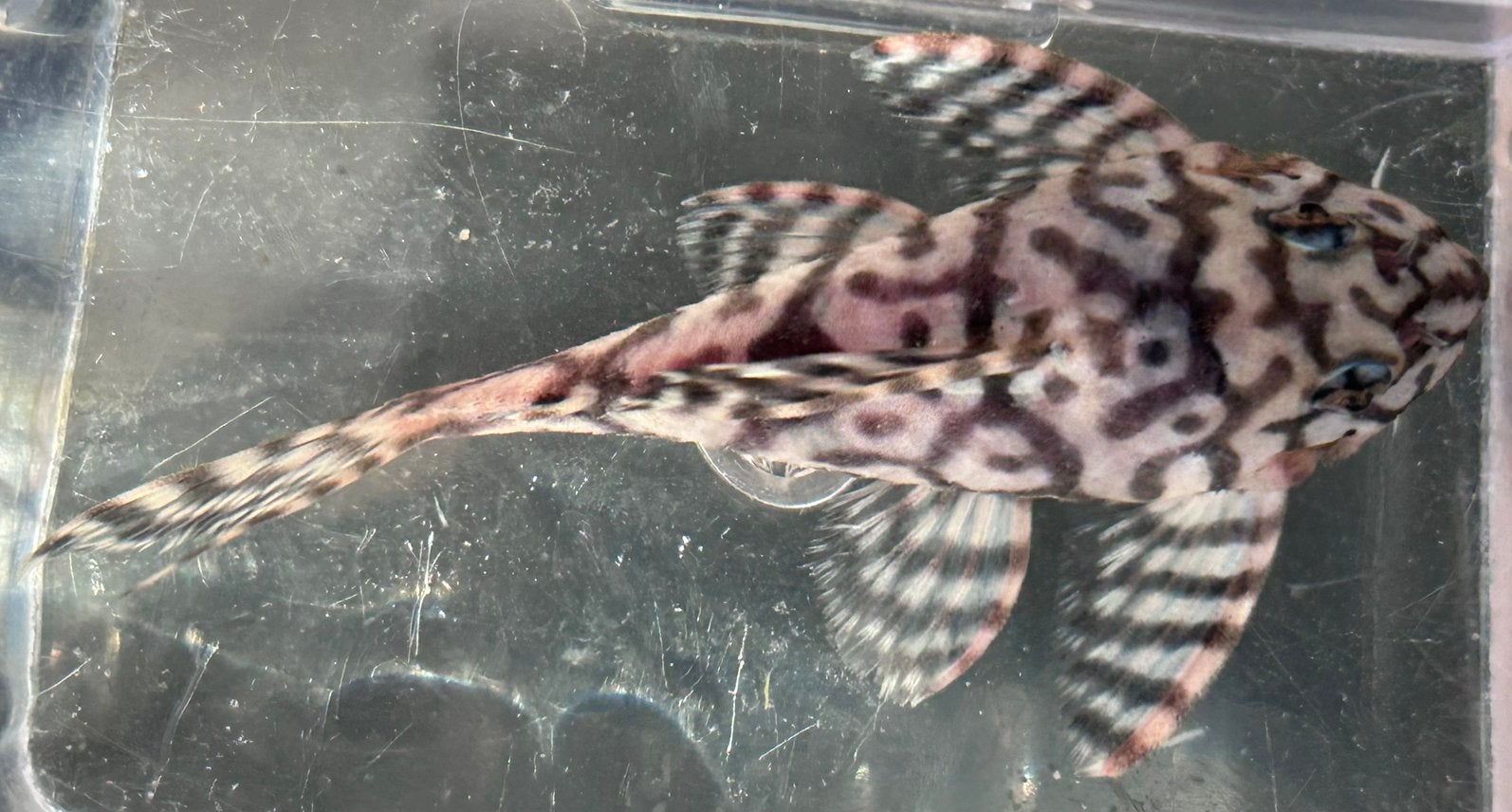 Hypancistrus sp. Seideli L236 SW Adult Male, Vis