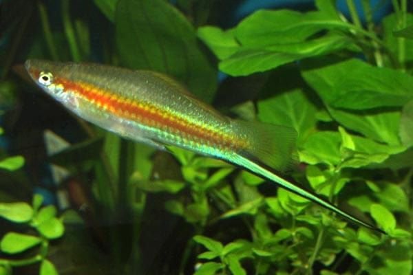 Zwaarddragers groen – Xiphophorus hellerii, Vis