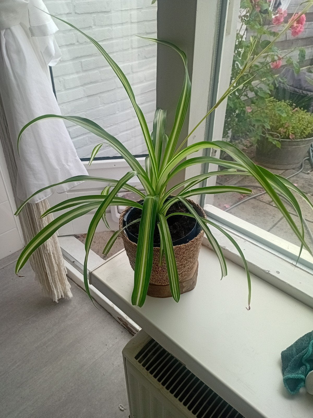 Mooie graslelie met stekjes, Ophalen of Verzenden, Halfschaduw, Minder dan 100 cm
