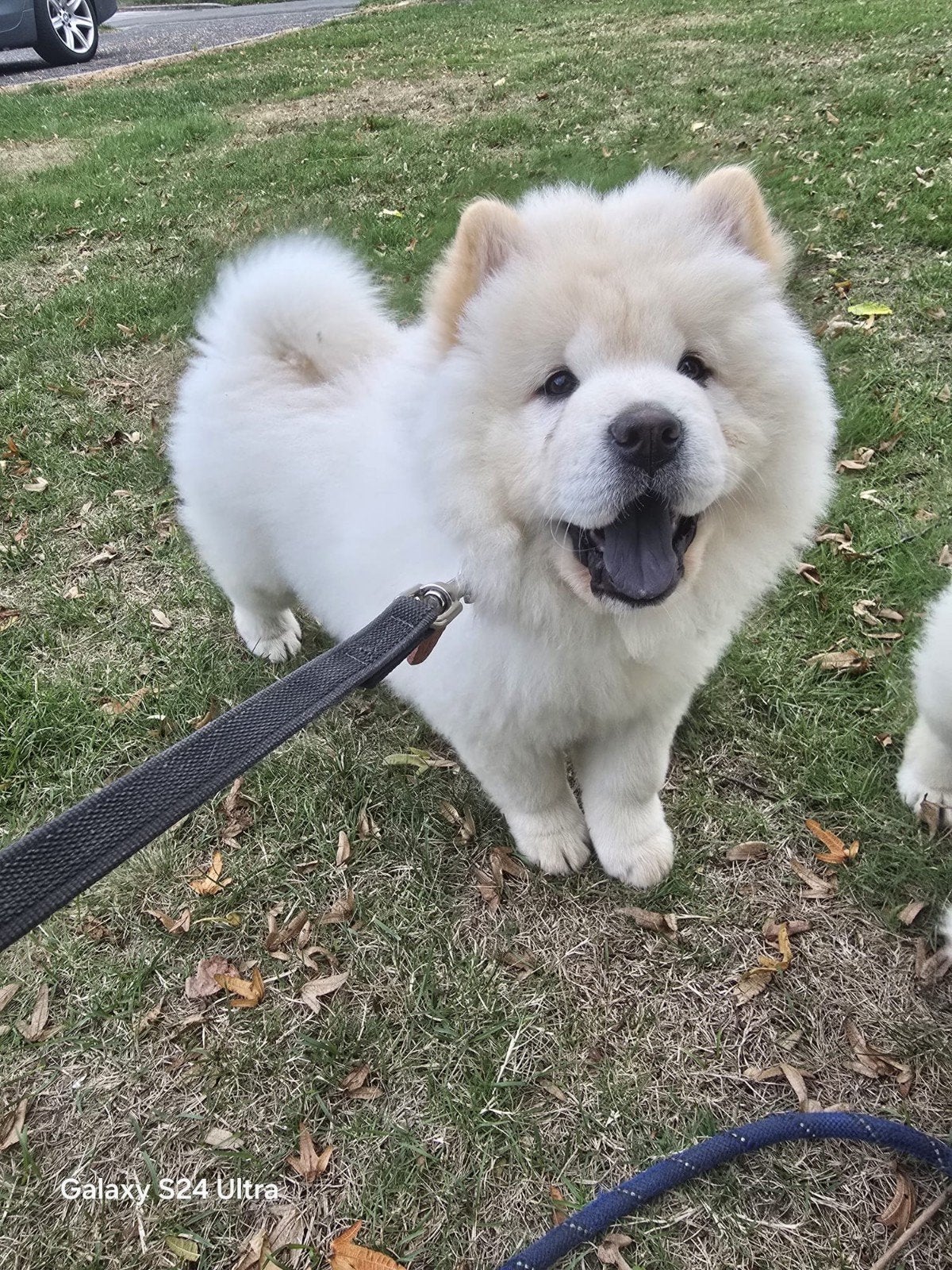 Nog 2 lieve Puppies( teefjes )Chow Chow beschikbaar, Dieren en Toebehoren, Honden | Herdershonden en Veedrijvers, België, Particulier