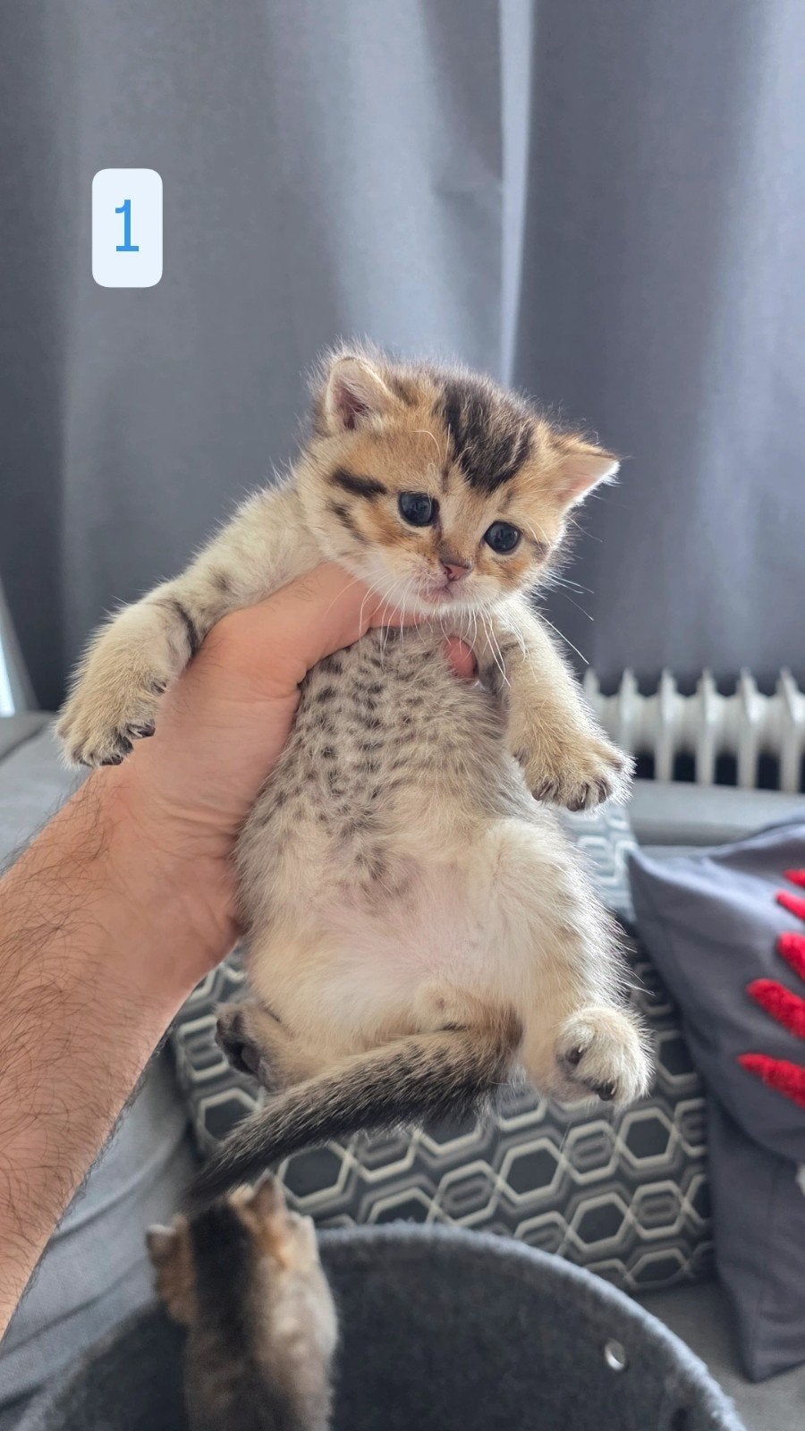 Britsekorthaar kittens te koop!, Dieren en Toebehoren, Katten en Kittens | Raskatten | Korthaar, Meerdere dieren, Ontwormd, 0 tot 2 jaar