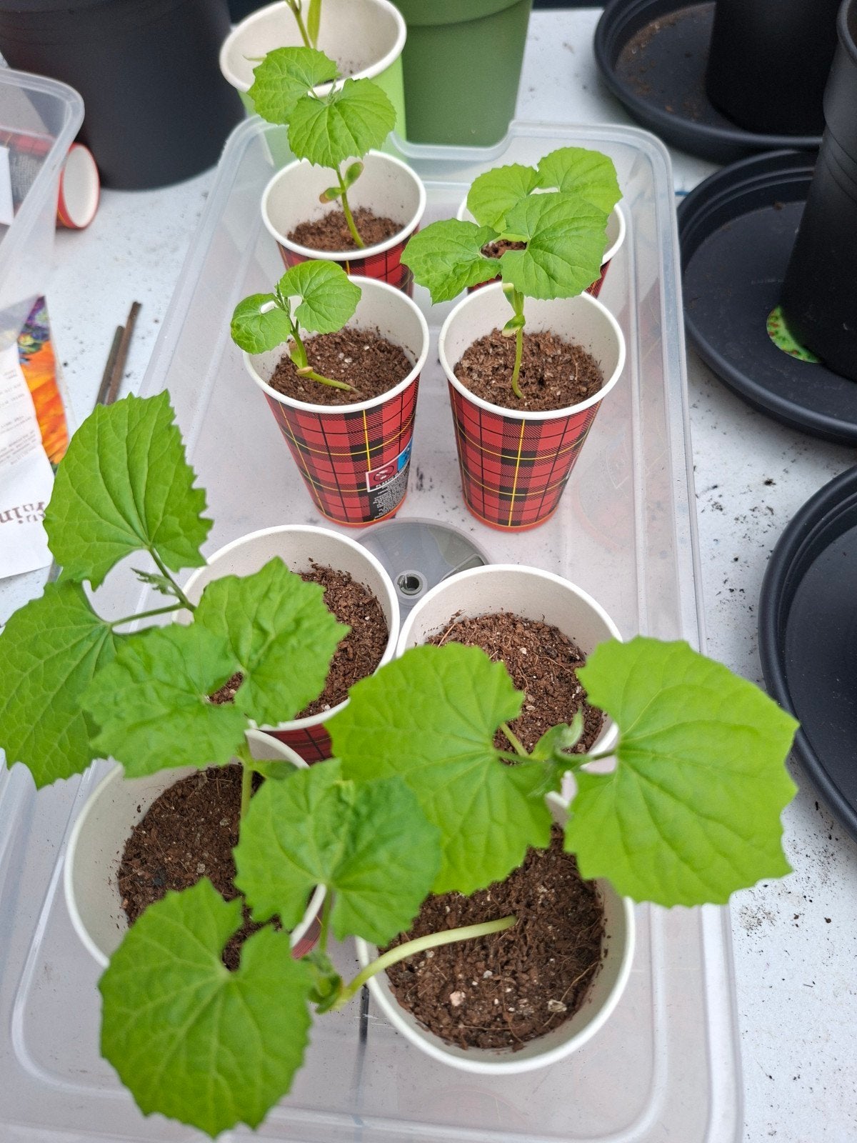 Surinaamse Sopropo plantjes - Vers en klaar om te groeien!, Ophalen, Eenjarig, Groenteplanten, Volle zon