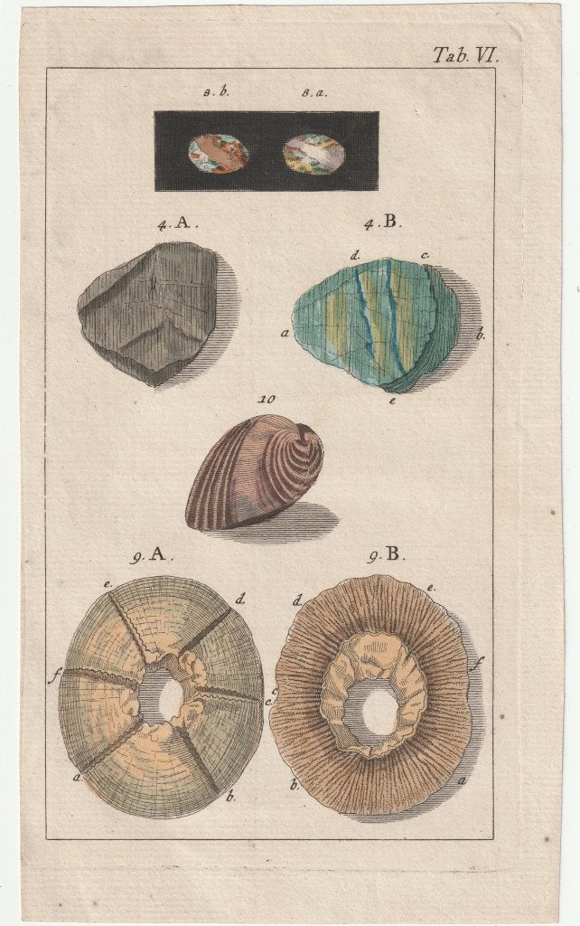 Mooie ingekleurde ets met mogelijk o.a. een zeepok, Verzenden, Flora en Fauna, Ets, Handgekleurd