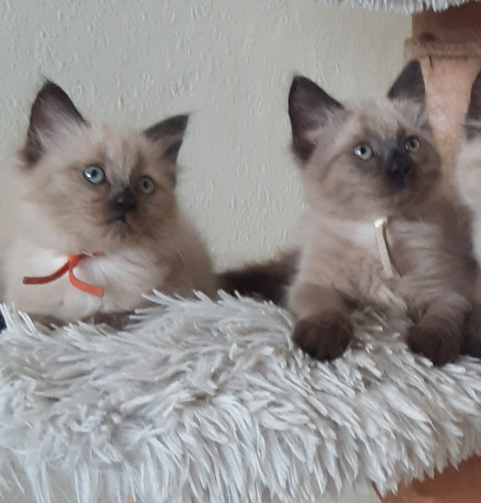 Mooie aparte seal mink  ragdoll kittens (cherubim), Dieren en Toebehoren, Katten en Kittens | Raskatten | Langhaar, Meerdere dieren