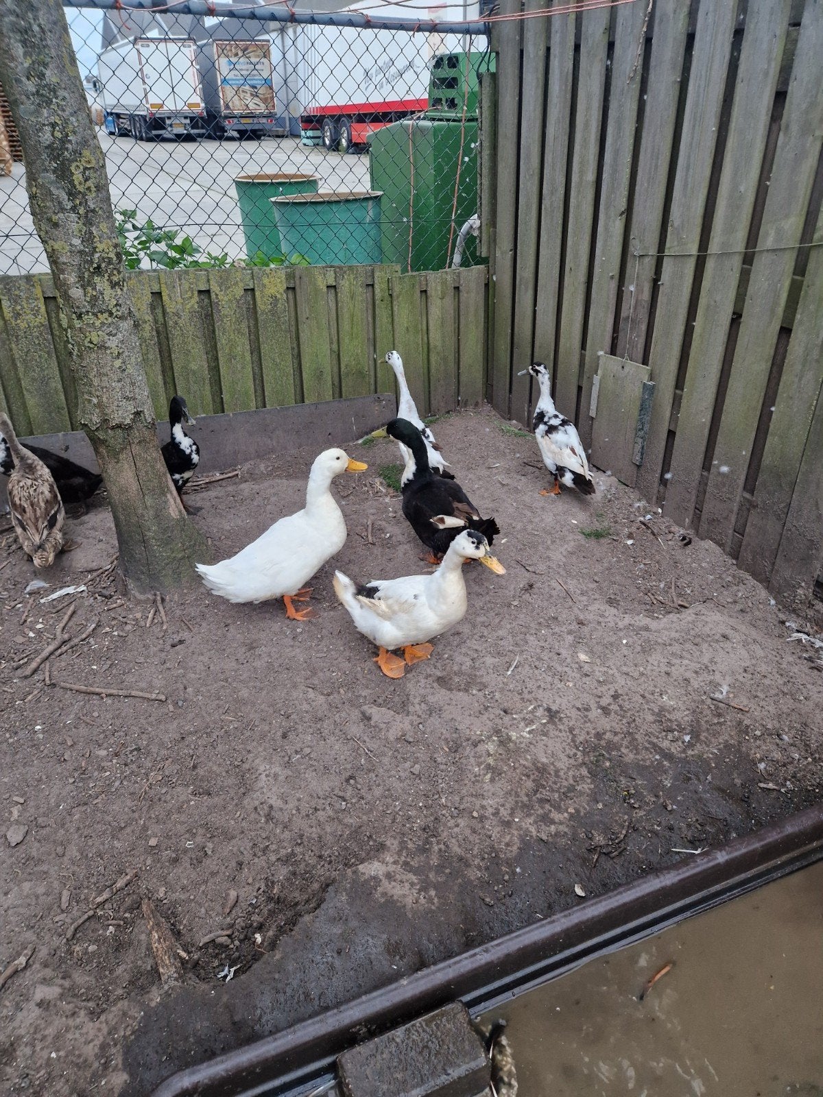 Drie peking eenden 2 vrouw 1 man, Dieren en Toebehoren, Pluimvee, Meerdere dieren, Eend