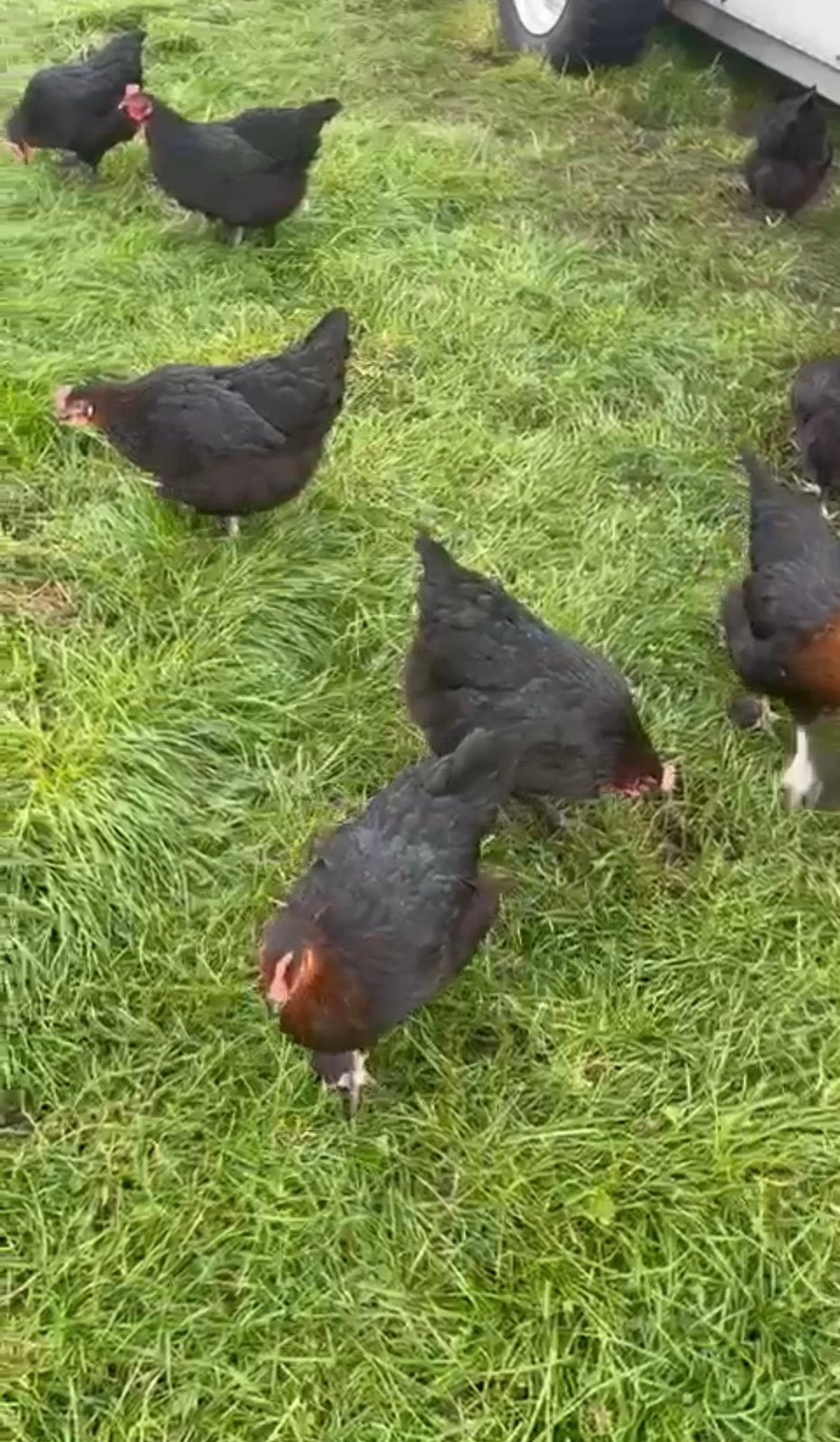 Mooie marans kippen, Vrouwelijk, Kip