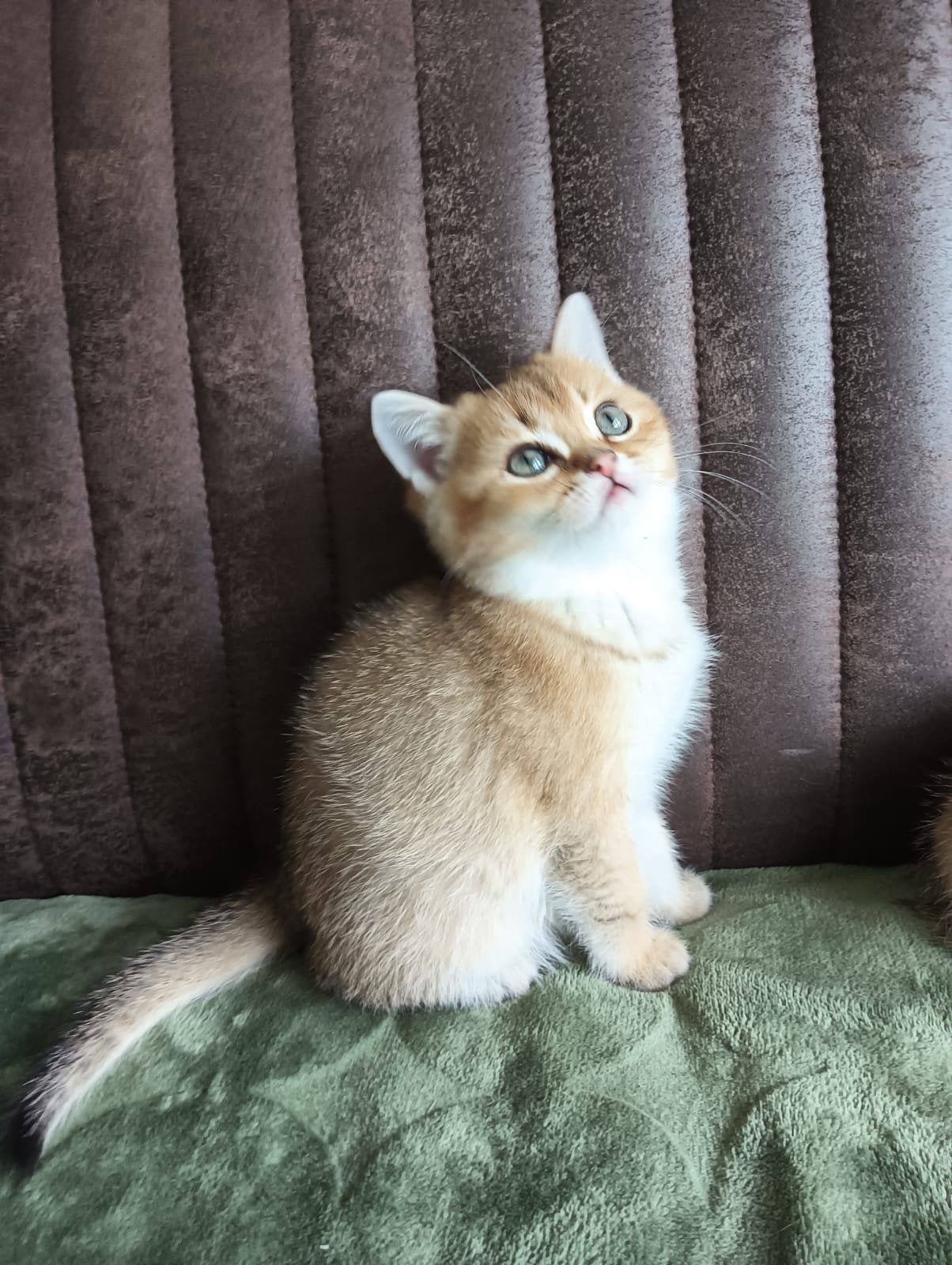 Britse korthaar black golden shaded kittens, Kater, Ontwormd, 0 tot 2 jaar