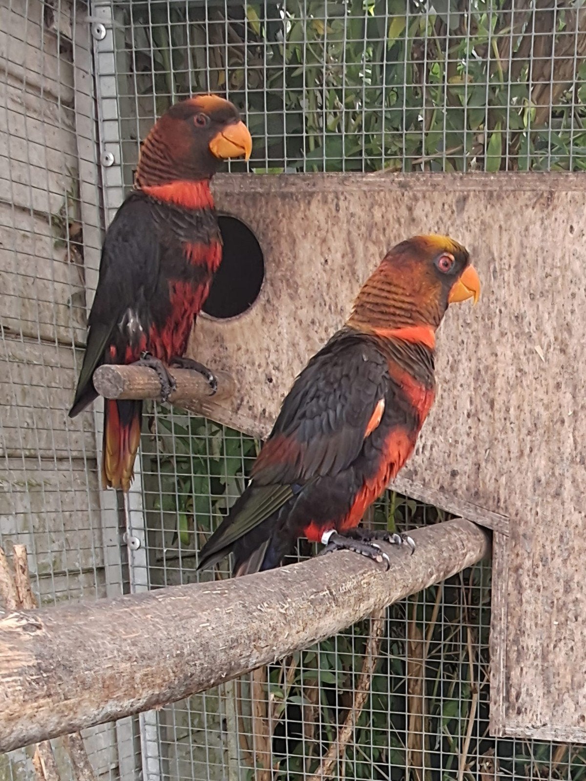 Te koop koppel Dusky Lori,s  2020, Dieren en Toebehoren, Vogels | Parkieten en Papegaaien, Meerdere dieren, Papegaai, Geringd