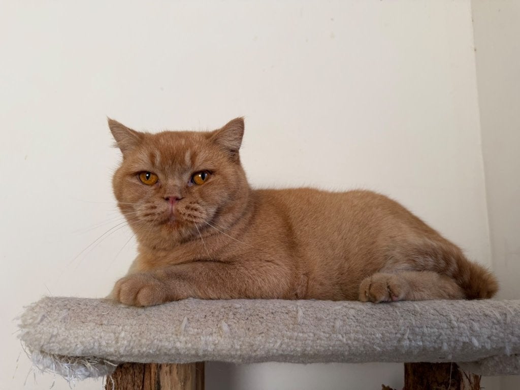 Rode Britse korthaar poes, Poes, Gechipt, 3 tot 5 jaar
