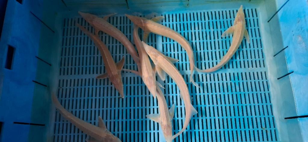 Steur Albino Sterlet Ruthenus, Steur