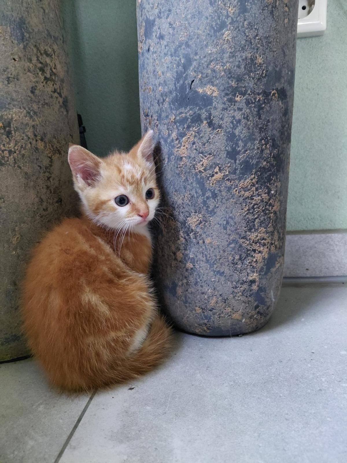 Boerderijkittens, Meerdere dieren, Kortharig, 0 tot 2 jaar