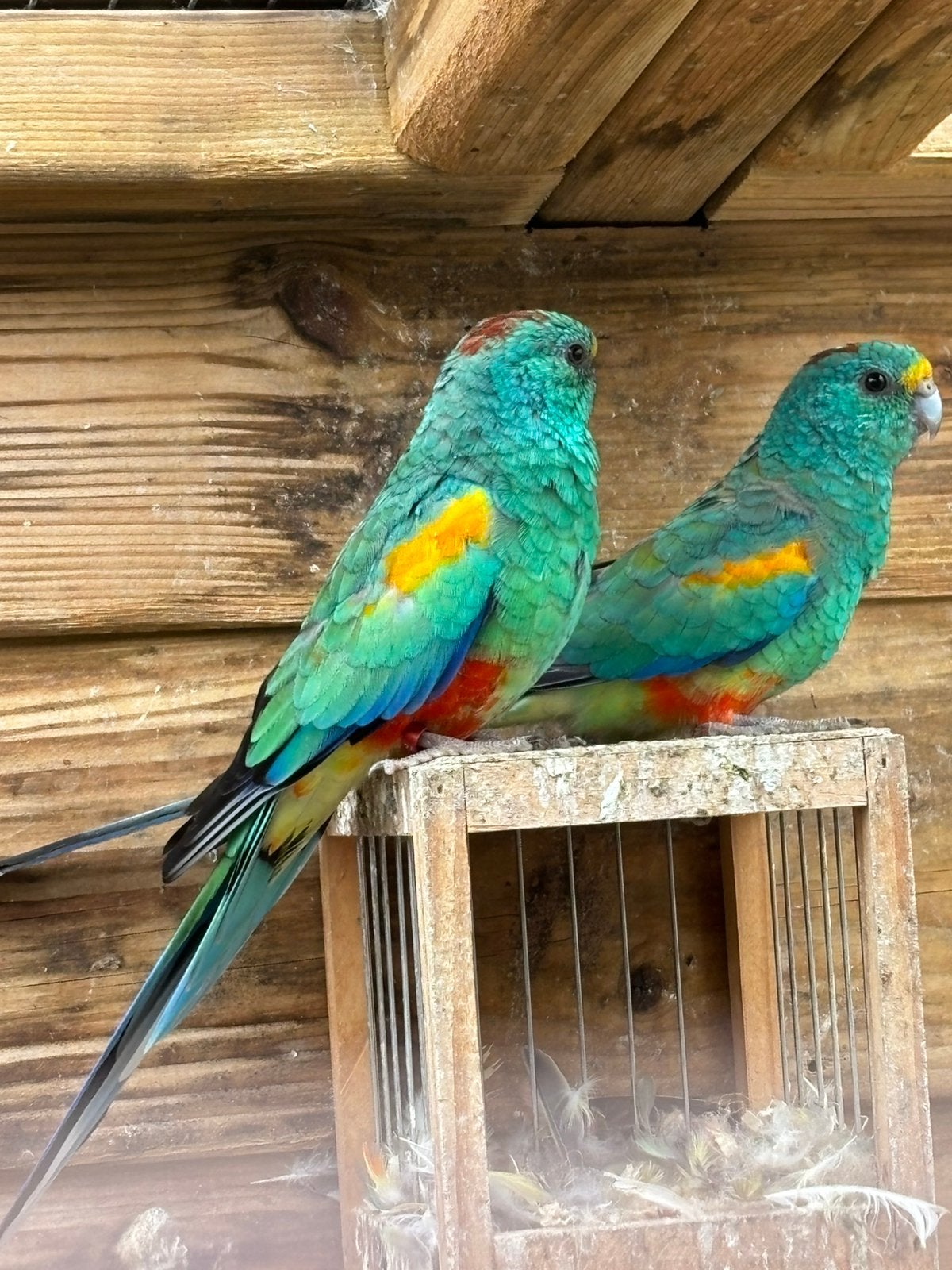 Veelkleuren parkiet, Dieren en Toebehoren, Mannelijk, Parkiet, Geringd