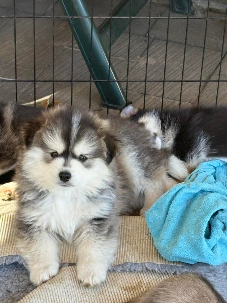 Prachtige Pomsky pups!!, Overige rassen, 8 tot 15 weken, Parvo, Meerdere