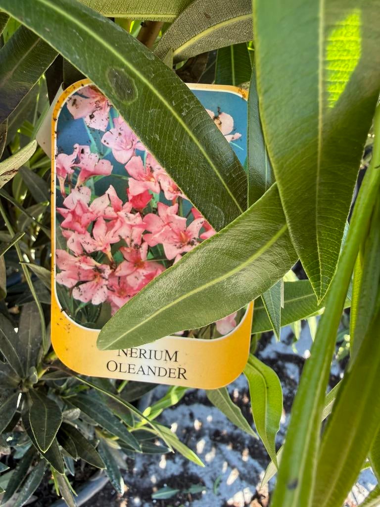 Oleanders italiaanse import 10 liter pot hoog 80/90, Tuin en Terras, Planten | Tuinplanten, Ophalen