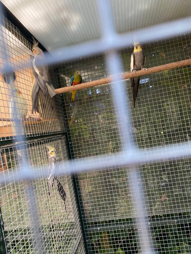 Turquoisine parkieten, Dieren en Toebehoren, Meerdere dieren, Parkiet