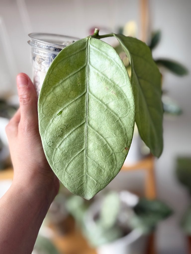 Hoya Coriacea  Silver, Bloeiende kamerplant, Verzenden, Halfschaduw, Minder dan 100 cm