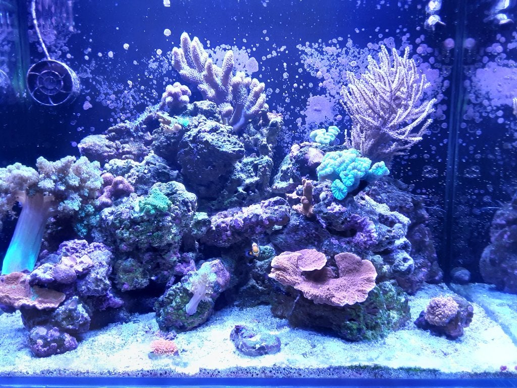 Bleumarin 120 zeeaquarium, Dieren en Toebehoren, Gevuld zeewateraquarium, Gebruikt, Blue Marine, Ophalen