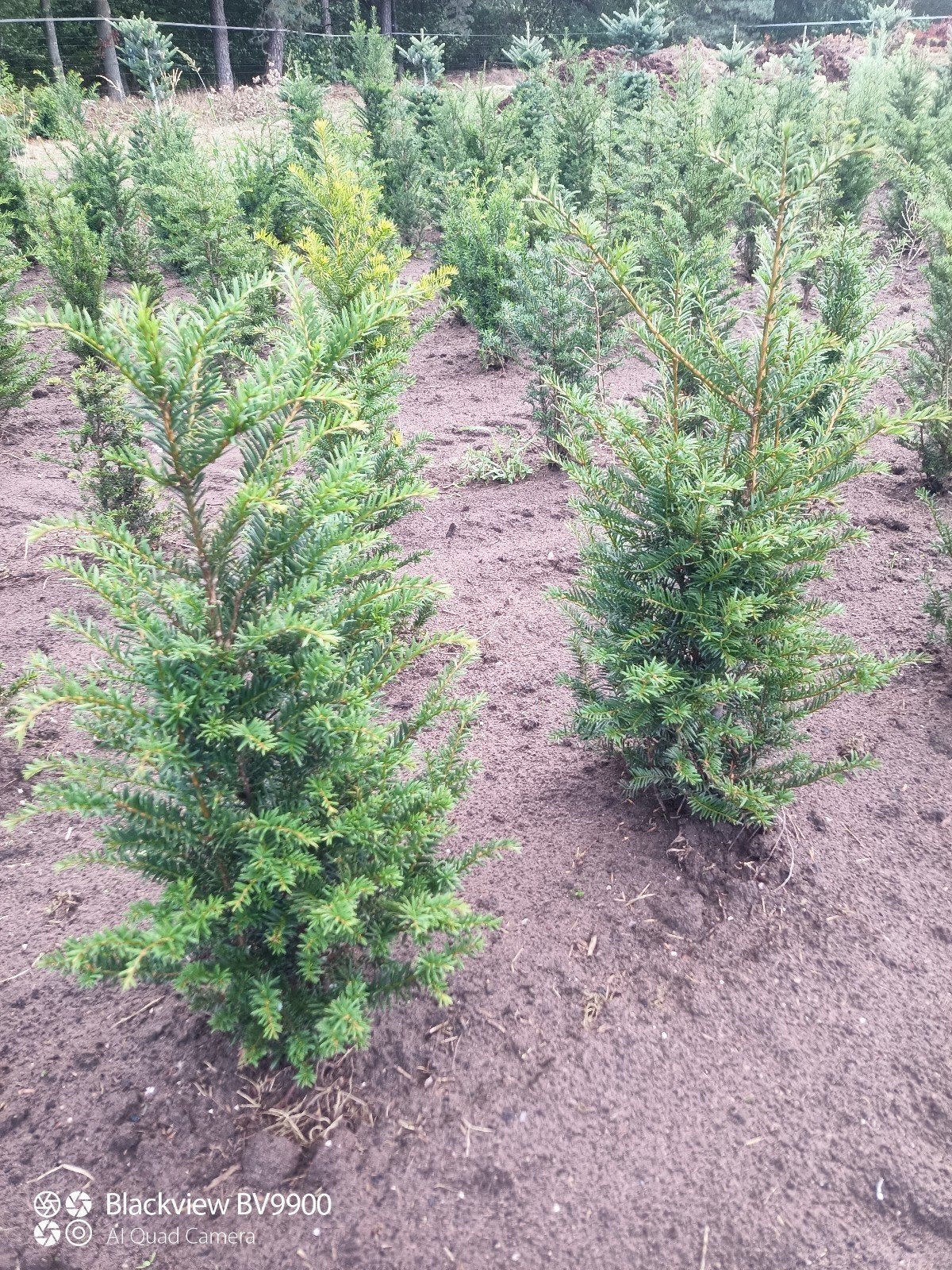 taxus baccata venijnboom haag planten 40 tot 160cm struiken, Tuin en Terras, Ophalen of Verzenden, Taxus, Struik, Minder dan 100 cm