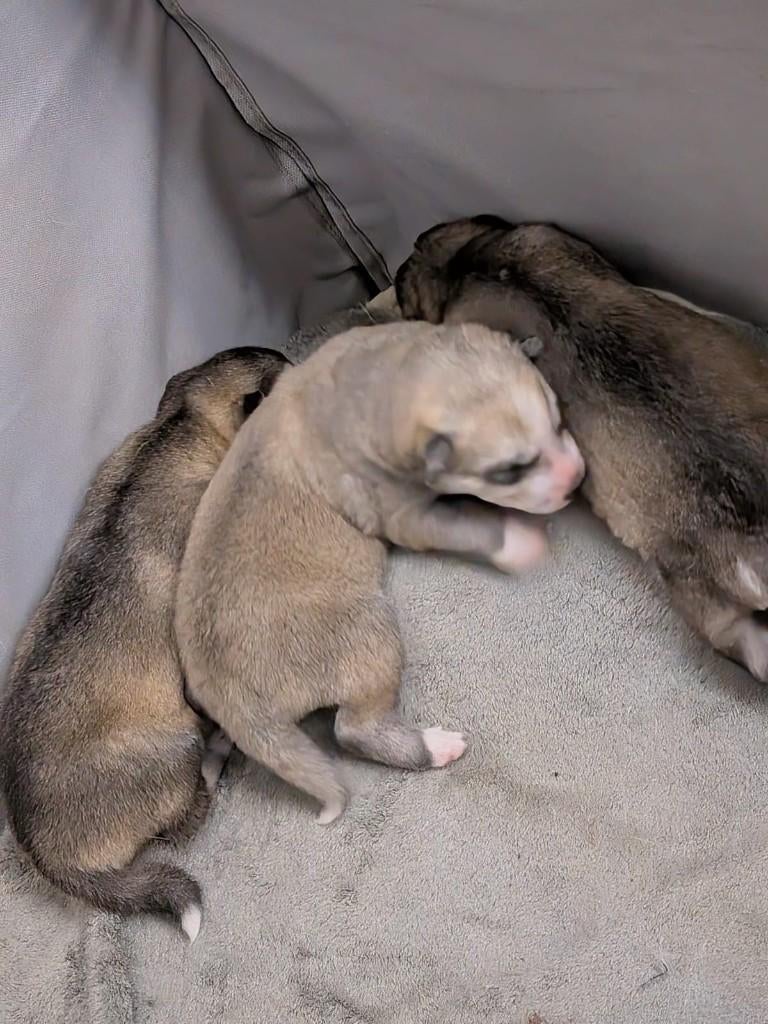Prachtige Husky puppy's te koop!, Dieren en Toebehoren, 8 tot 15 weken, Poolhond, Parvo, Meerdere