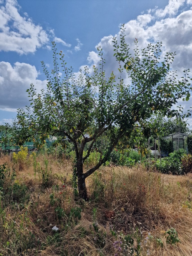 Grote volwassen pruimenboom, zelf uitgraven en ophalen, Tuin en Terras, Planten | Fruitbomen, Ophalen, Pruimenboom, Lente