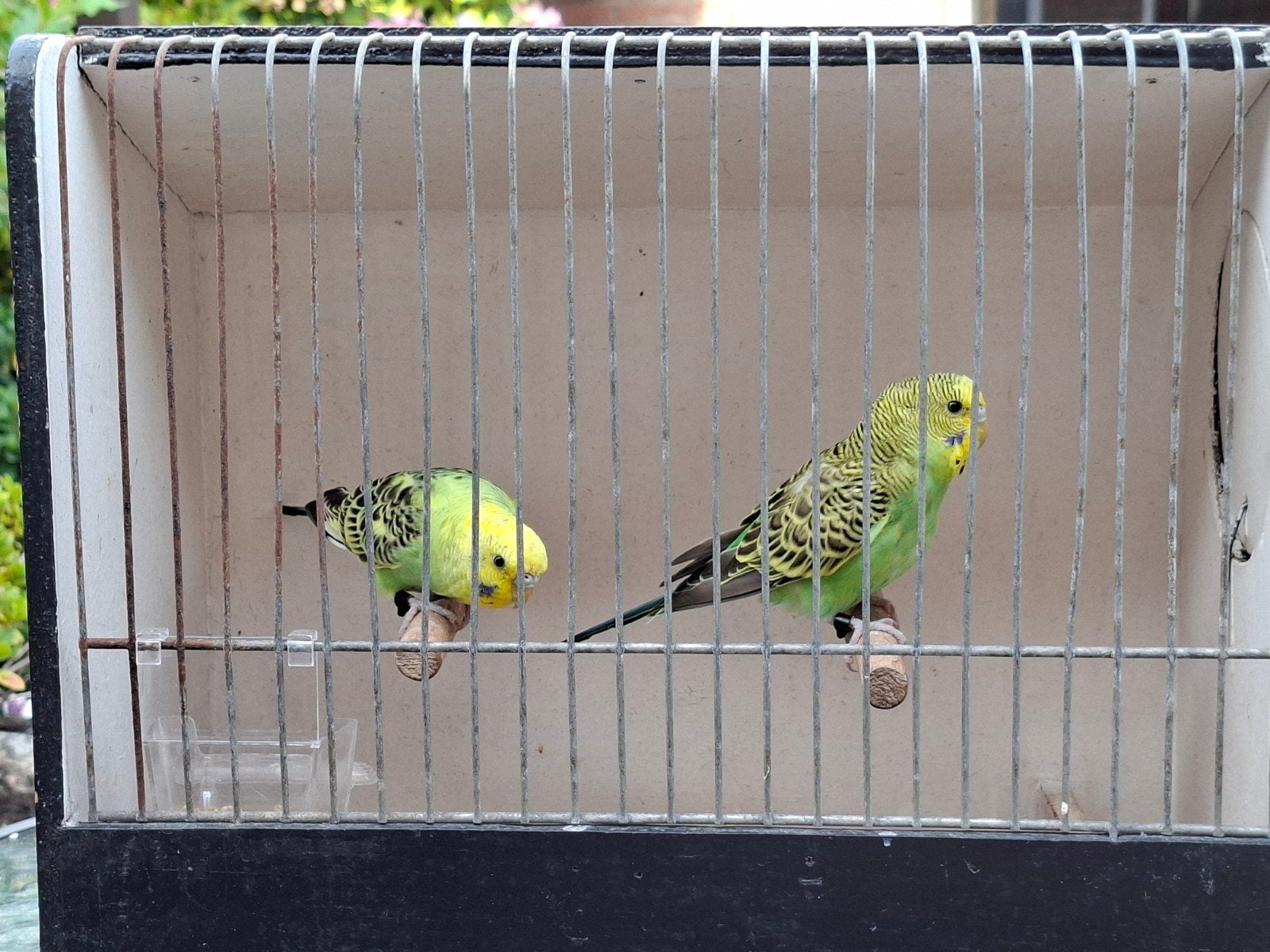 Parkietjes groen, Dieren en Toebehoren, Vogels | Parkieten en Papegaaien, Geslacht onbekend, Parkiet