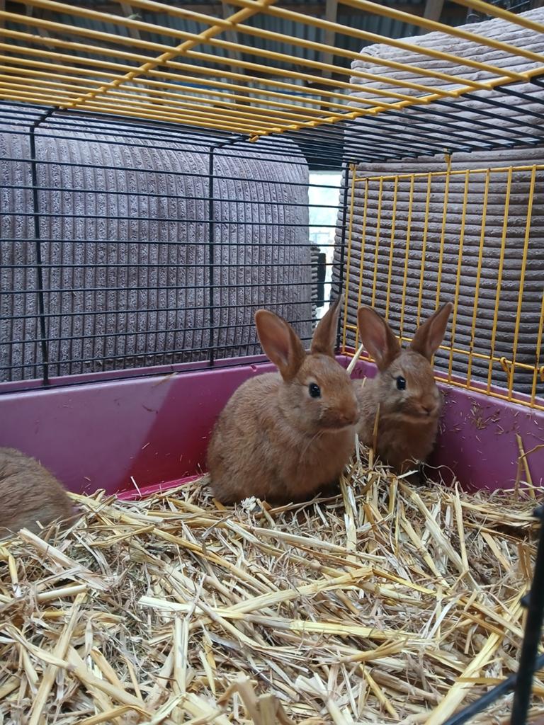 Te koop 5 jonge konijntjes, Meerdere dieren