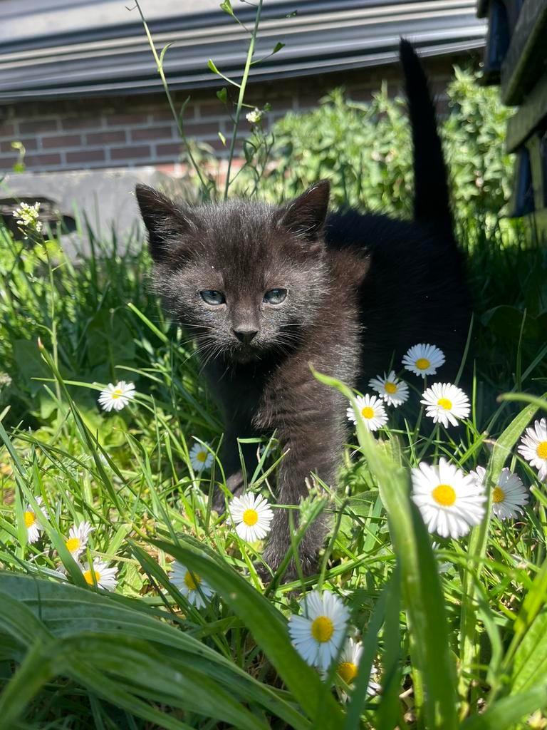 Kittens