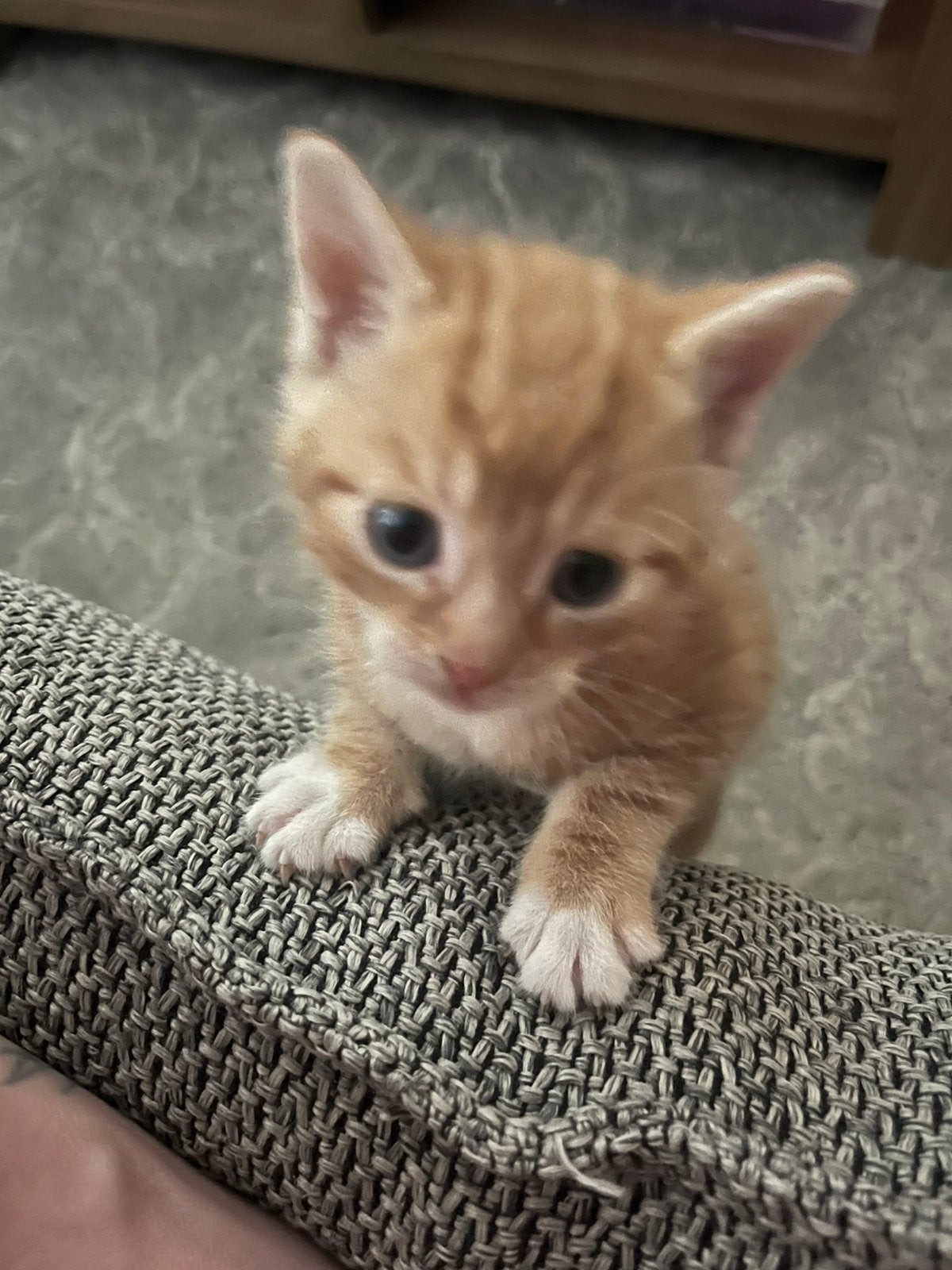 Kitten, Dieren en Toebehoren, Kater