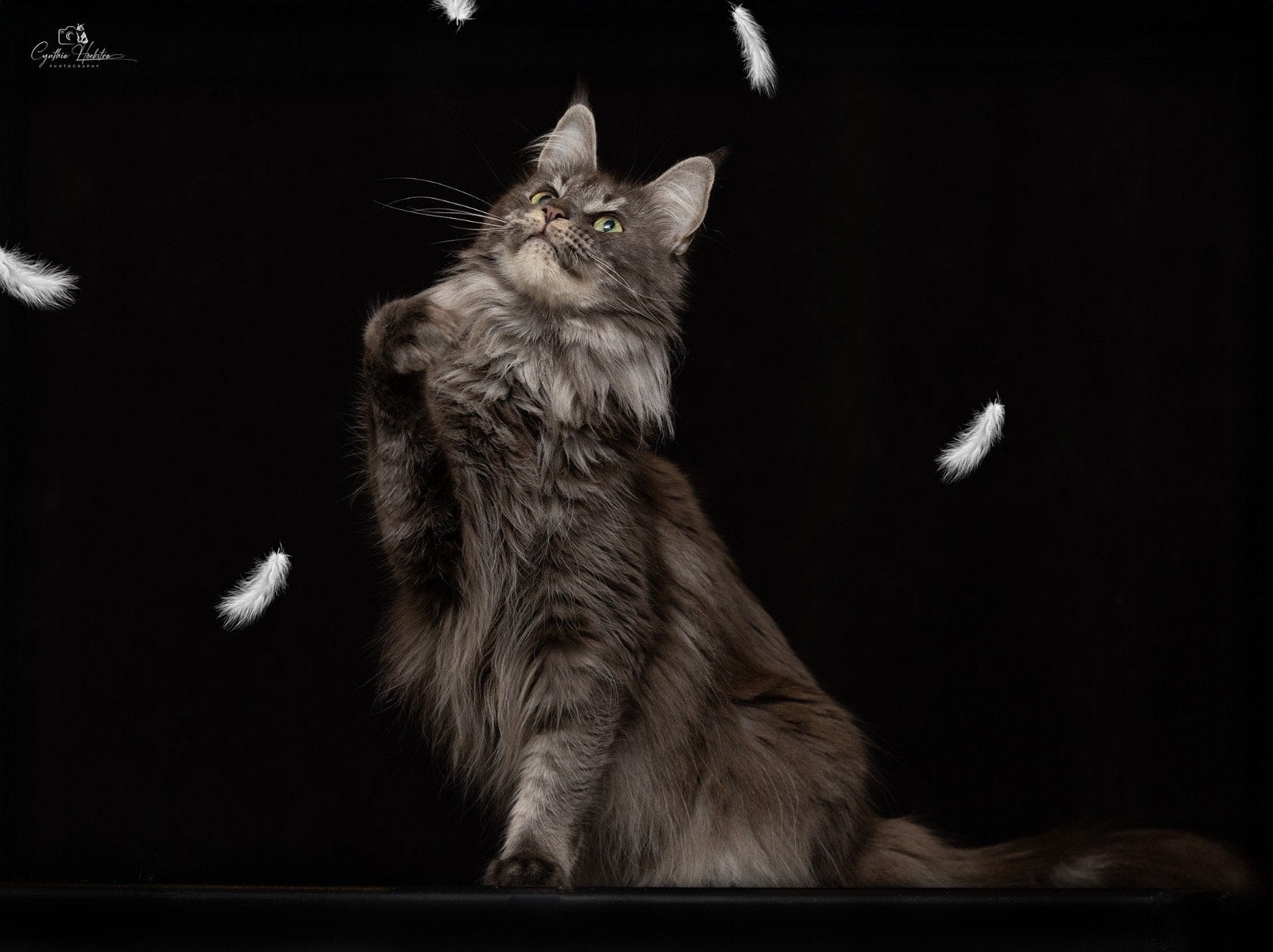 Prachtige Maine Coon poes (herplaatsing), Dieren en Toebehoren, Poes, Met stamboom, 3 tot 5 jaar