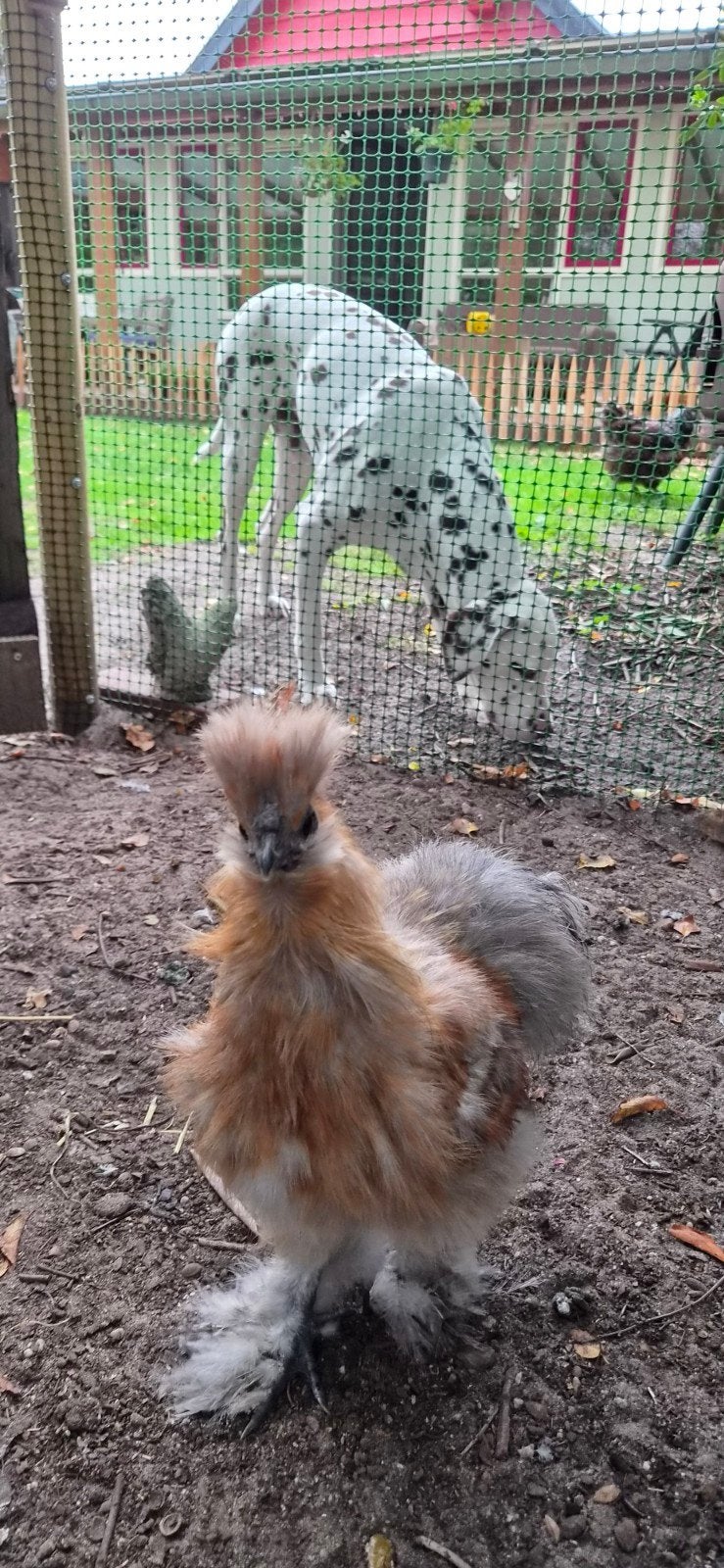 US Silkie zijdehoen, jonghanen, Mannelijk, Kip