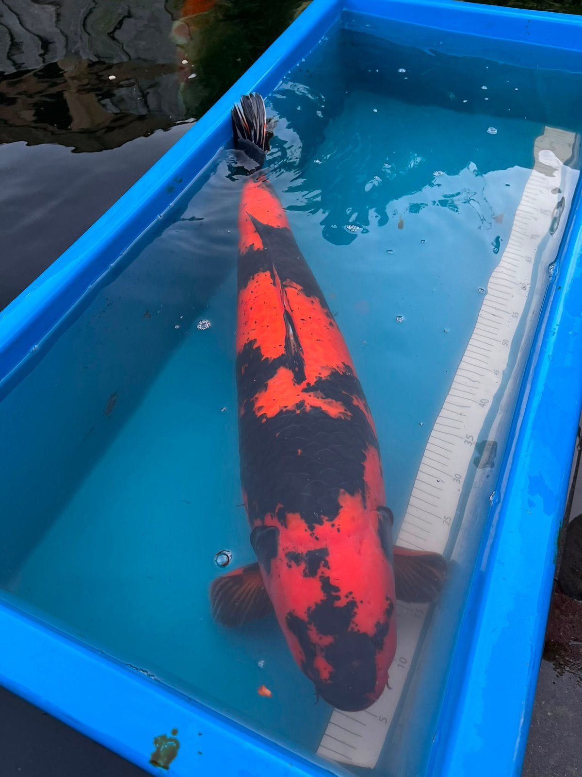 Hi Utsuri 72 cm Female van Marusei, Karper of Koi