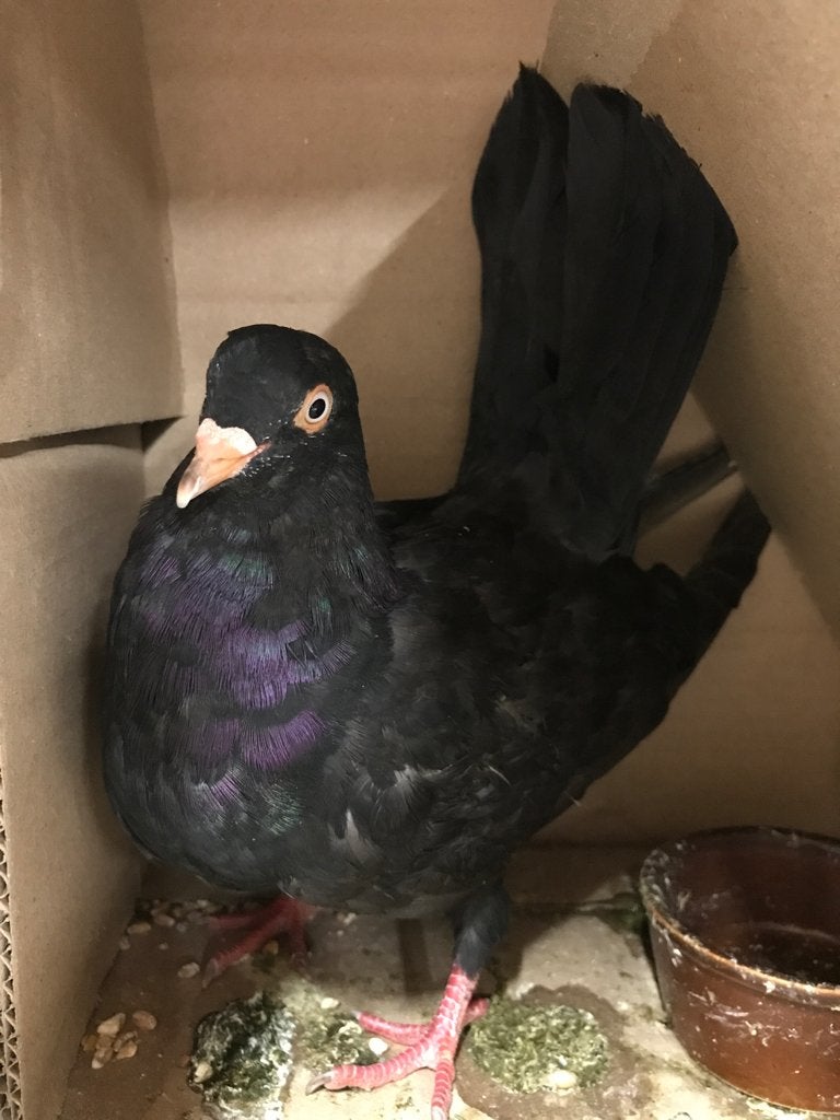 Mannetje oosterse roller maar €5!, Dieren en Toebehoren, Mannelijk, Tuimelaar of Roller