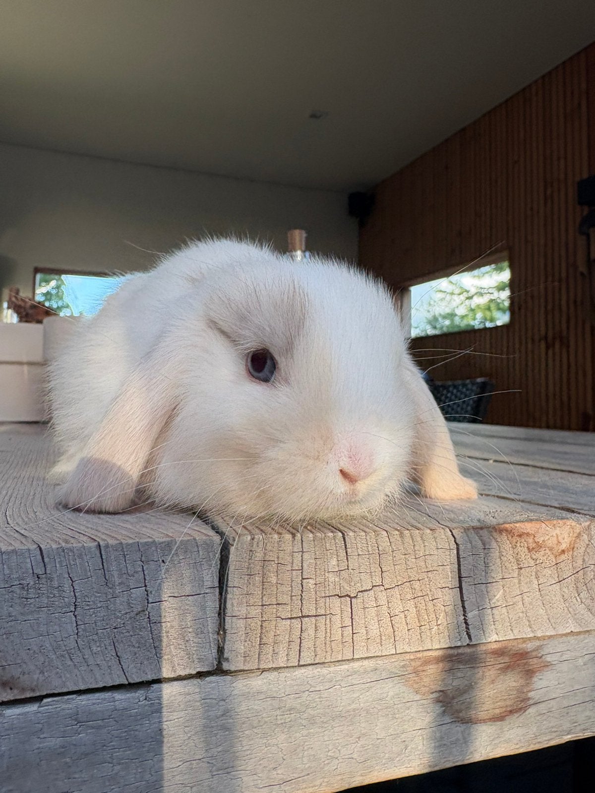 Lieve jonge minilop NHD konijnen satijn blauwoog te koop, Dieren en Toebehoren, Konijnen, Meerdere dieren, Dwerg, Hangoor, 0 tot 2 jaar