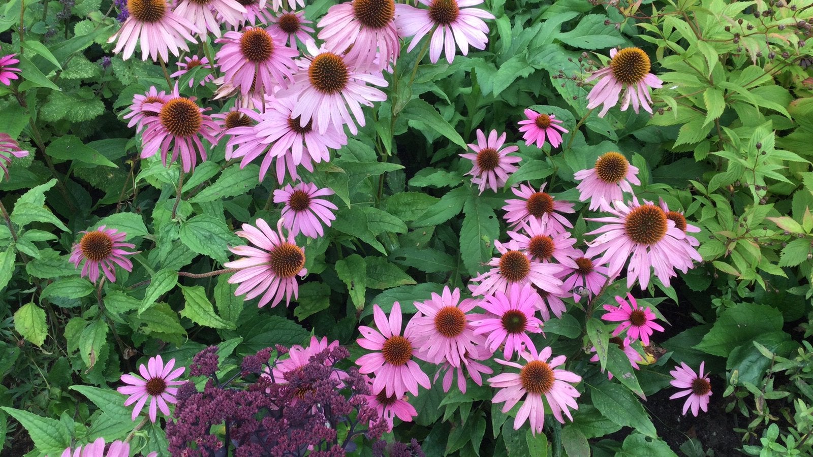 Tuinplanten Roze Zonnehoed €3, Volle zon, Vaste plant, Zomer, Ophalen