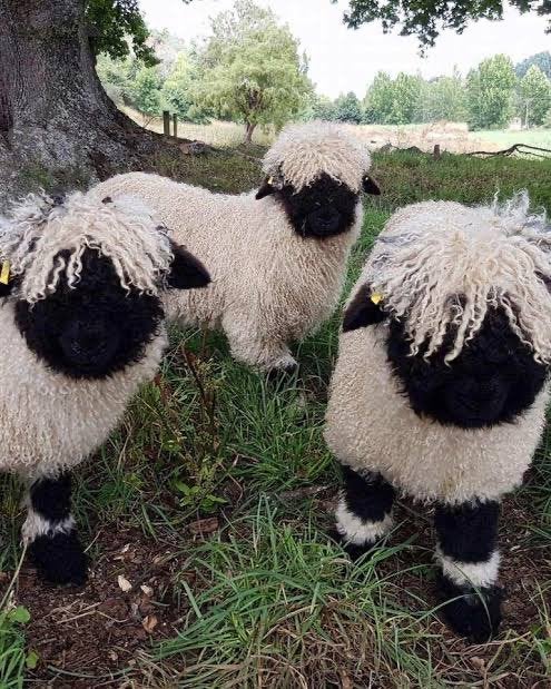 Gezocht - 2 gedekte Walliser Schwarznase ooien, Vrouwelijk, Schaap, 0 tot 2 jaar