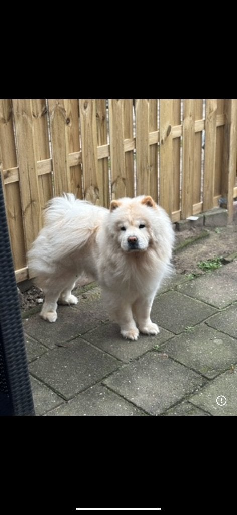 Chow chow, Overige rassen, Teef, Parvo, Eén hond