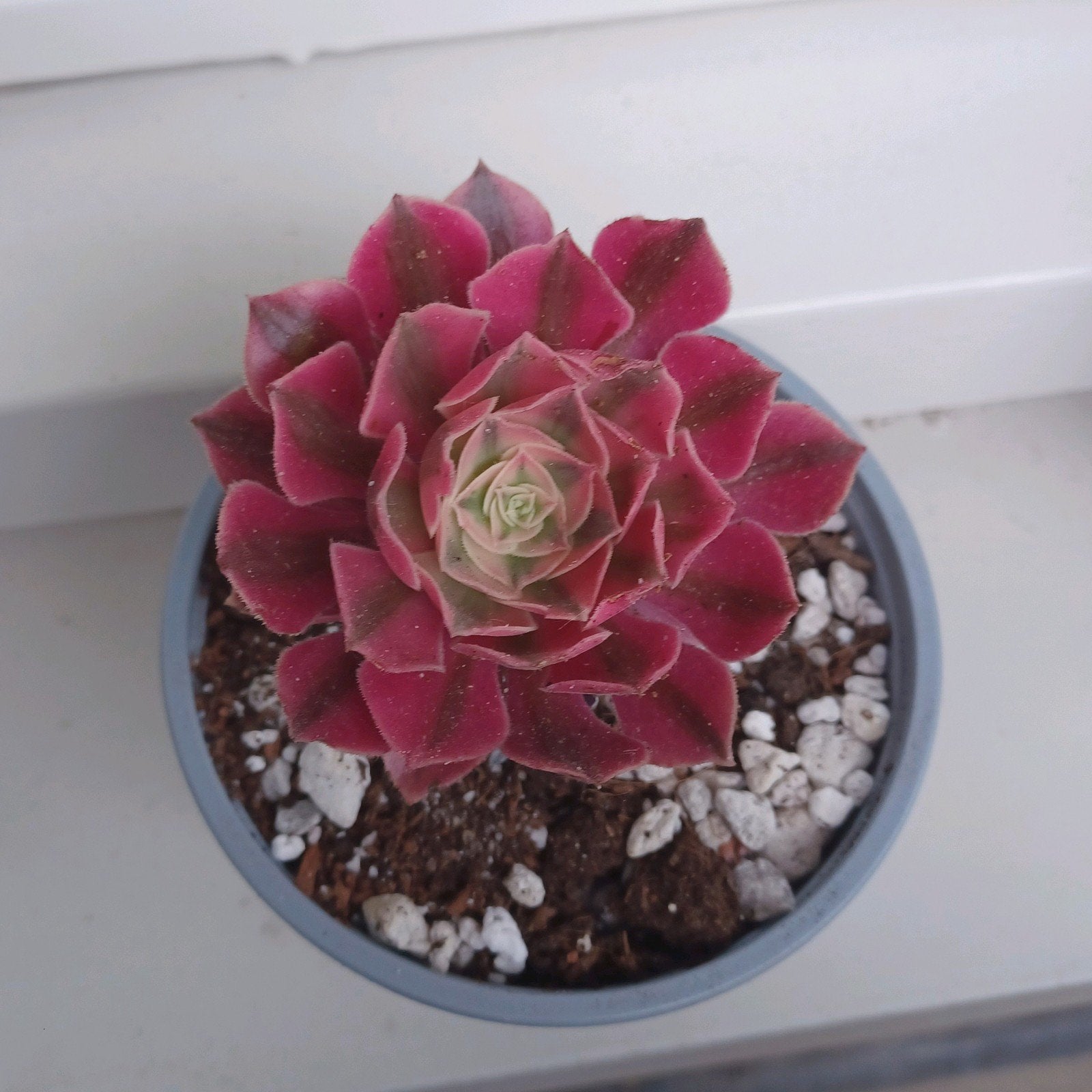 Aeonium Pink Witch - 7cm pot, Ophalen of Verzenden, Overige soorten, Volle zon