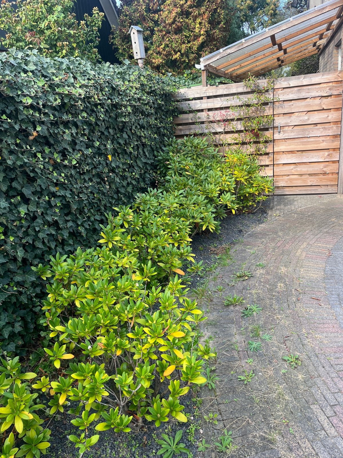 14 Rhododendron Cunningham White planten, Tuin en Terras, Vaste plant, Halfschaduw, Lente, Ophalen