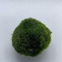 mosbal 4-5 cm €4,95, ., Overige typen, Nieuw, Ophalen of Verzenden
