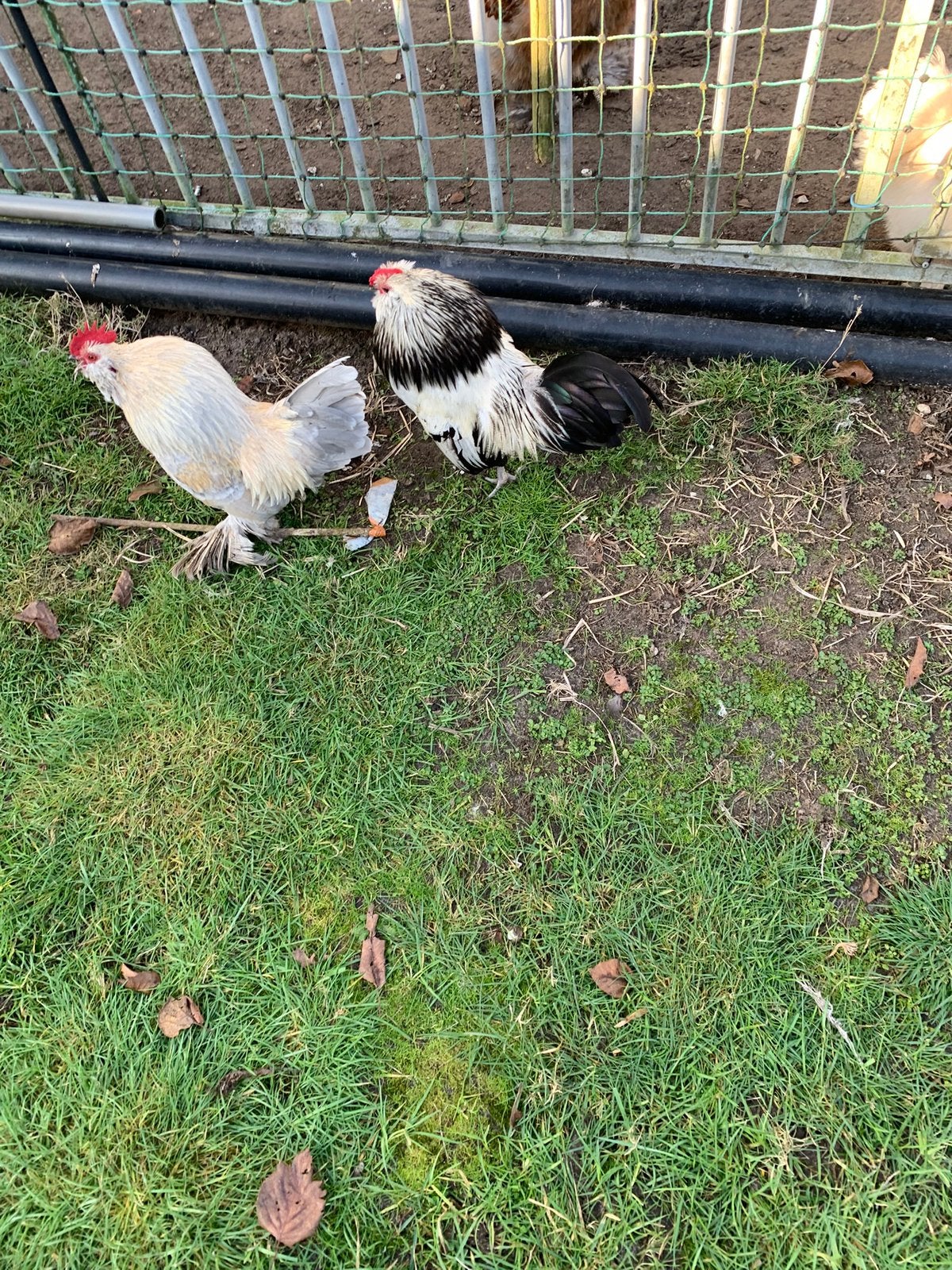 2 kriel haantjes van 1 jaar oud  baard krielen, Dieren en Toebehoren, Pluimvee, Mannelijk, Kip