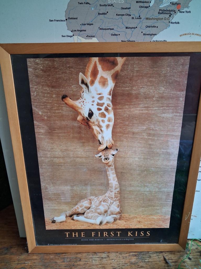 Mooie fotografie the first kiss, Minder dan 50 cm, Ophalen of Verzenden, Zo goed als nieuw, Schilderij