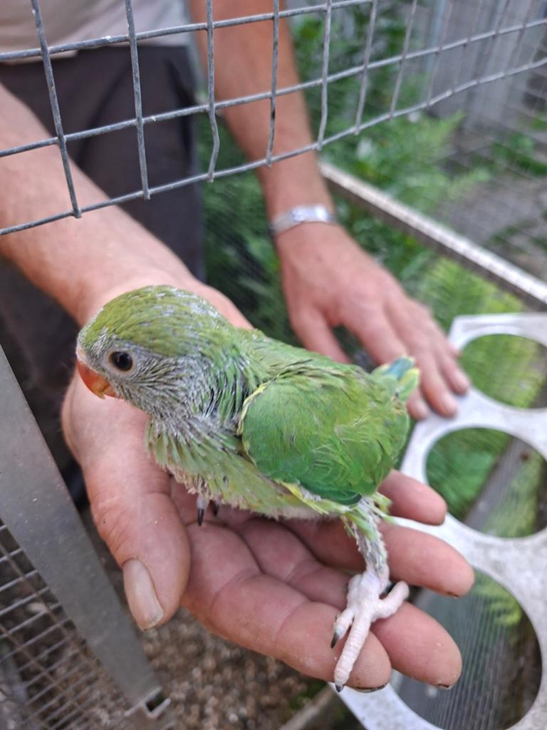 Baby's halsbandparkieten, Dieren en Toebehoren, Geslacht onbekend, Parkiet, Geringd