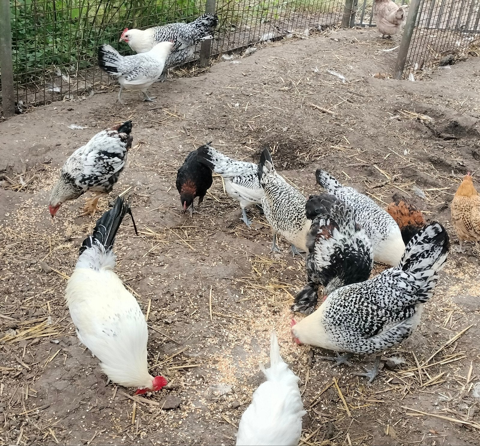 Groninger Meeuw TOOM + Diverse kippen en kuikens, Dieren en Toebehoren, Pluimvee, Meerdere dieren, Kip