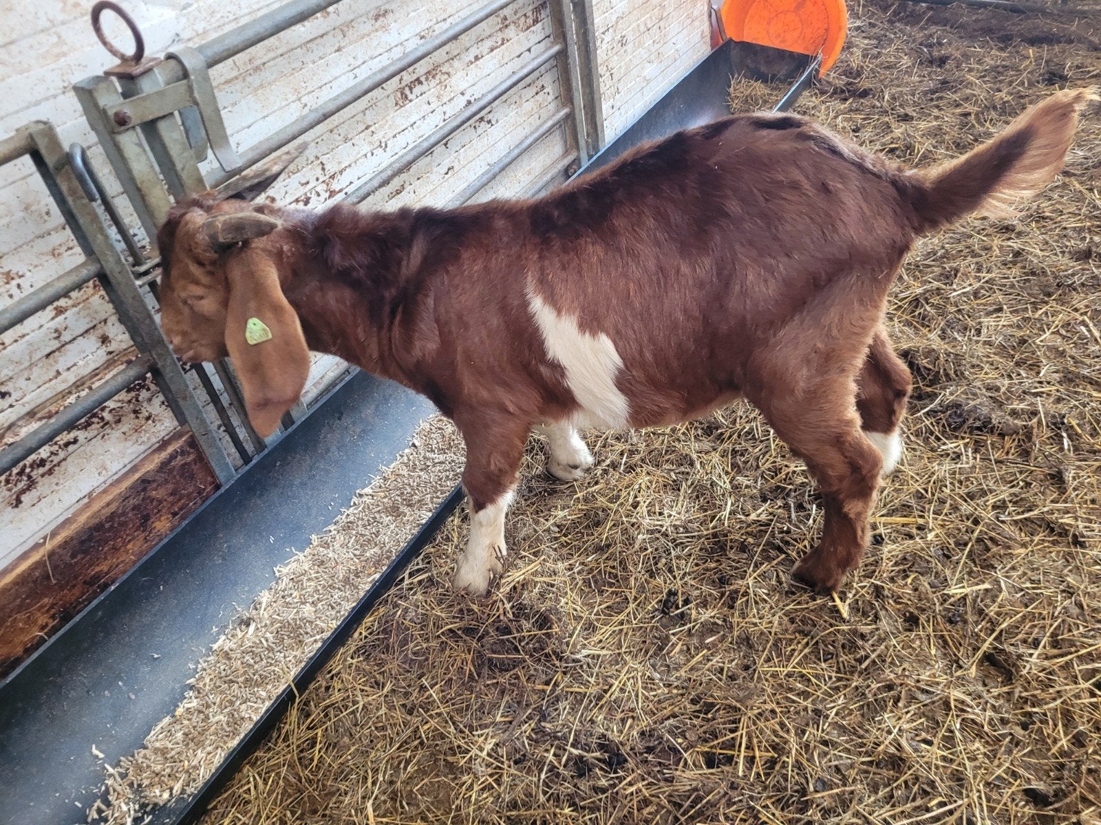 stamboek boerbok dekbok, Dieren en Toebehoren, Mannelijk, 0 tot 2 jaar