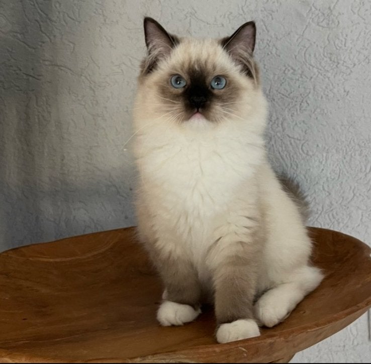 ️️️ ♥️ Sociale Siberische X Ragdoll kitten ♥️, Kater, Gechipt, 0 tot 2 jaar
