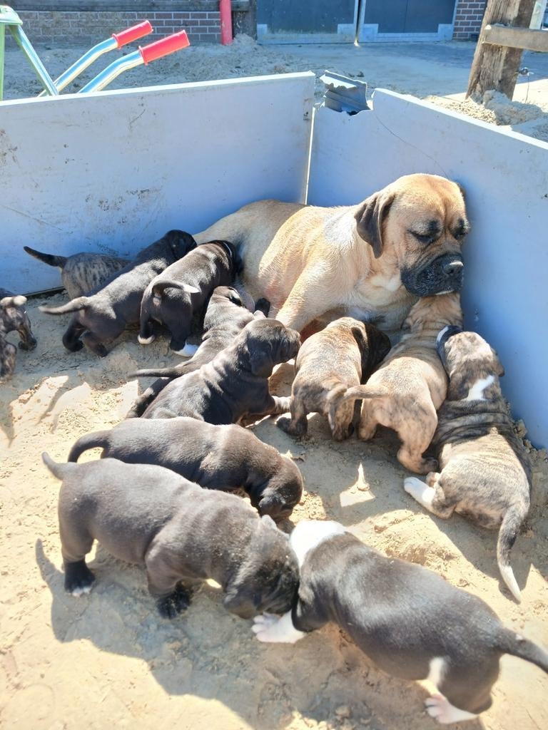 Boerboel pups, Overige rassen, 8 tot 15 weken, Meerdere, Meerdere dieren