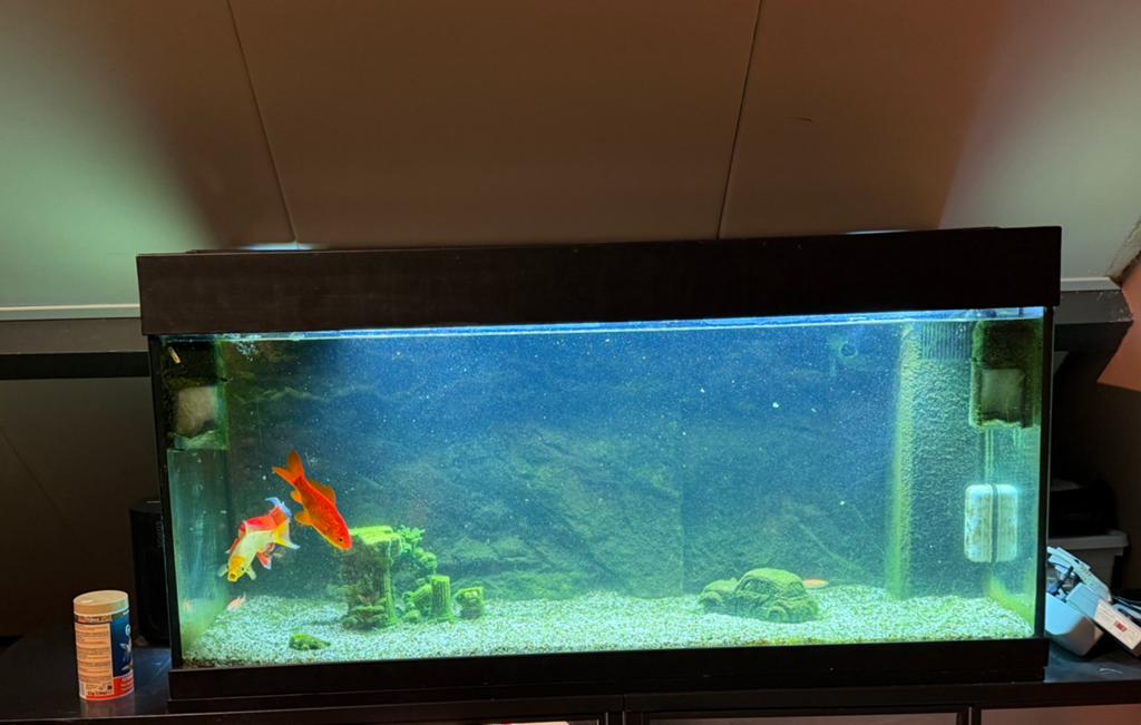 Aqaurium, Dieren en Toebehoren, Ophalen, Gebruikt, Gevuld zoetwateraquarium, Inclusief vissen