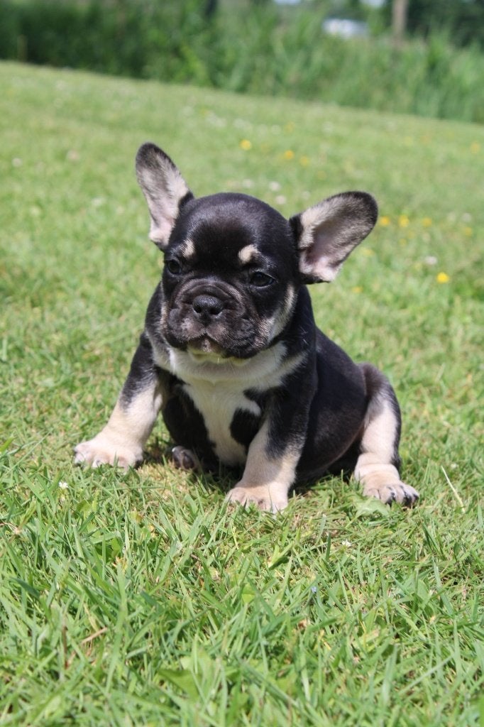 Franse Bulldog pups gezond gefokt met stamboom Belgie, Dieren en Toebehoren, België, 8 tot 15 weken, Parvo, Bulldog