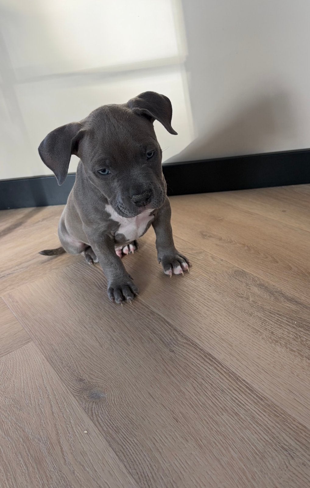 American bully reu, Dieren en Toebehoren, Overige rassen, 8 tot 15 weken, Meerdere dieren, Eén hond