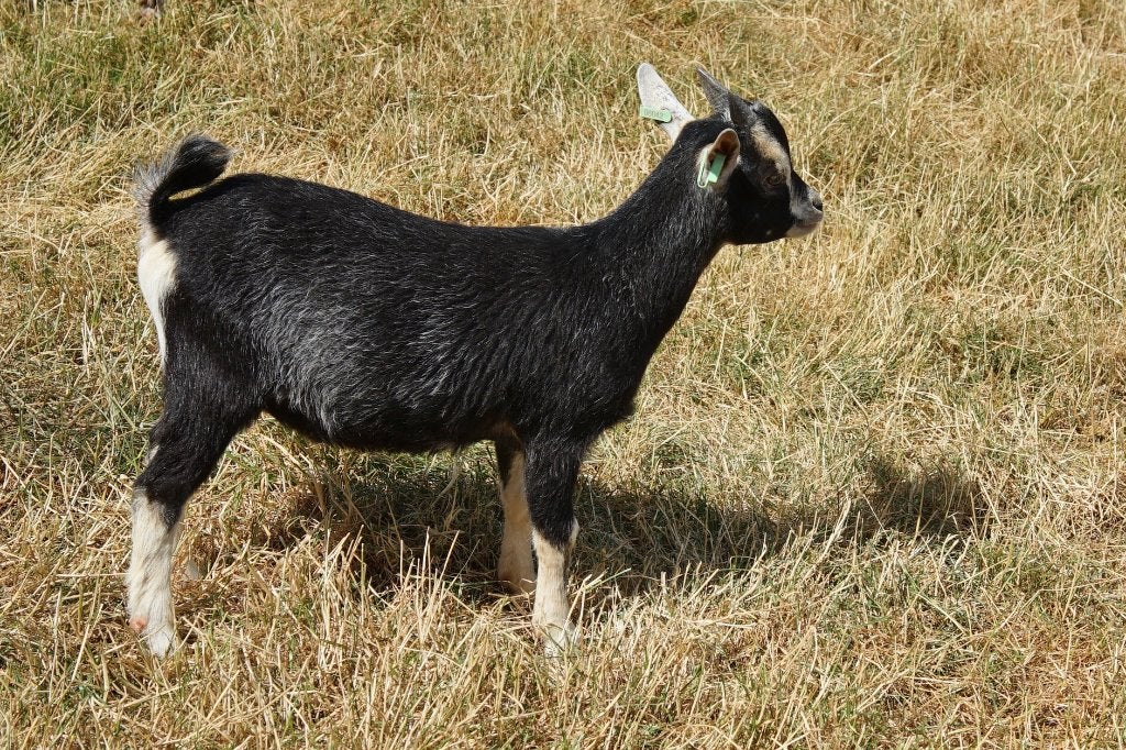 mooie black and tan dwerggeiten (bokjes), Mannelijk, Geit, 0 tot 2 jaar